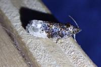 Hedya nubiferana