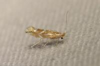 Phyllonorycter