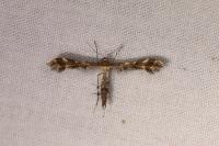 Oxyptilus