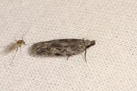 Anarsia innoxiella