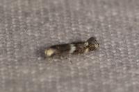 Elachista stabilella