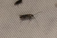 Euspilapteryx auroguttella