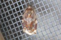 Archips xylosteana