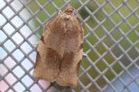 Choristoneura hebenstreitella