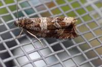 Celypha cespitana