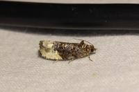 Hedya nubiferana