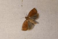 Archips rosana