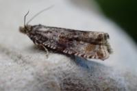 Orthotaenia undulana