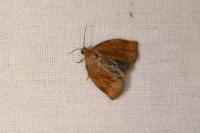 Archips rosana