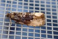 Hedya ochroleucana