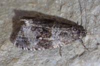 Celypha lacunana