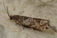 Ancylis achatana