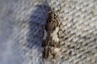 Teleiodes luculella