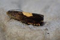 Pammene regiana