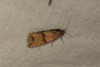 Celypha striana