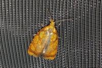 Acleris bergmanniana