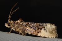 Hedya nubiferana