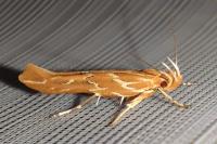 Pyroderces argyrogrammos