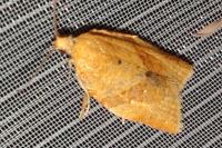 Clepsis consimilana