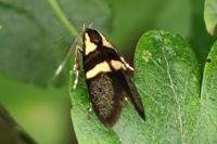 Dasycera oliviella