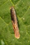 Coleophora hemerobiella