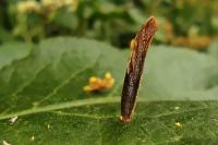 Coleophora hemerobiella