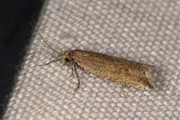 Bactra