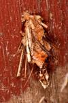 Canephora hirsuta