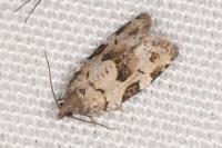 Dichelia histrionana