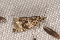 Celypha lacunana