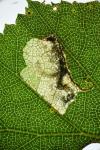 Eriocrania sparrmannella