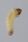 Eriocrania sparrmannella