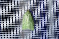 Tortrix viridana