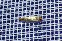 Tinea semifulvella