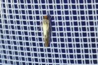 Tinea semifulvella