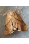 Apoda limacodes