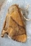 Apoda limacodes