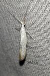 Coleophora anatipennella