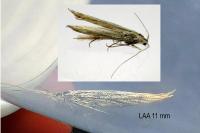 Coleophora ornatipennella