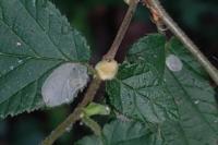 Phyllonorycter coryli