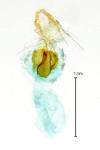 Neocochylis hybridella
