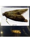 Neosphaleroptera nubilana