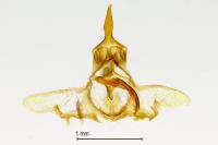 Neosphaleroptera nubilana
