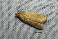 Helcystogramma rufescens
