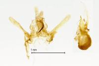 Helcystogramma rufescens