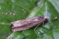 Eucosma