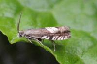 Grapholita compositella