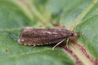 Dichrorampha plumbana