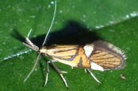 Alabonia geoffrella