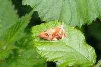 Archips xylosteana